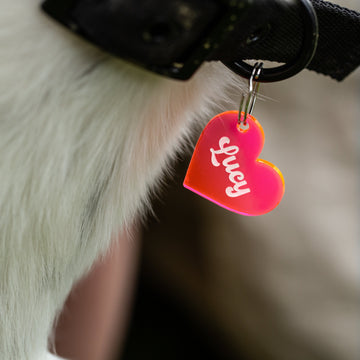 A close-up of a black collar on a furry white animal features the Personalised Pet Tag, a pink acrylic heart-shaped tag customised with "sunny" in white cursive letters.