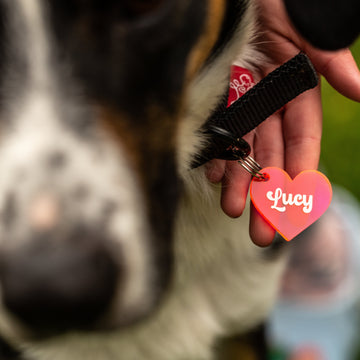 Close-up of a person holding a heart-shaped pink and orange Personalised Pet Tag with "Lucy" on it, attached to a dog&