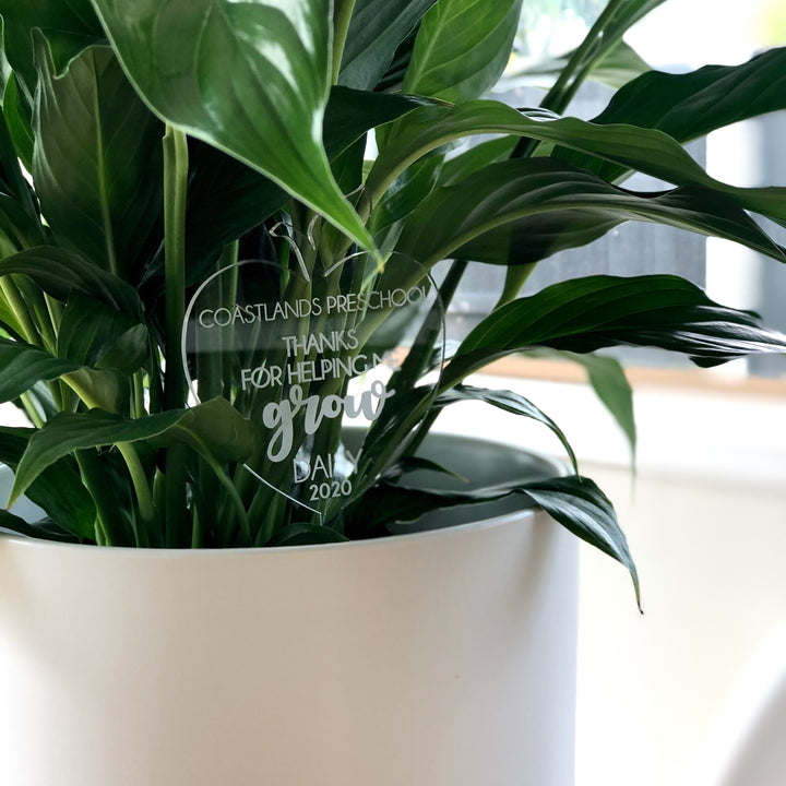 A leafy green plant in a white pot displays a clear acrylic sign reading "Coastlands Preschool Thanks For Helping Us Grow Daily 2020," making it a thoughtful Personalised Teacher Planter gift.