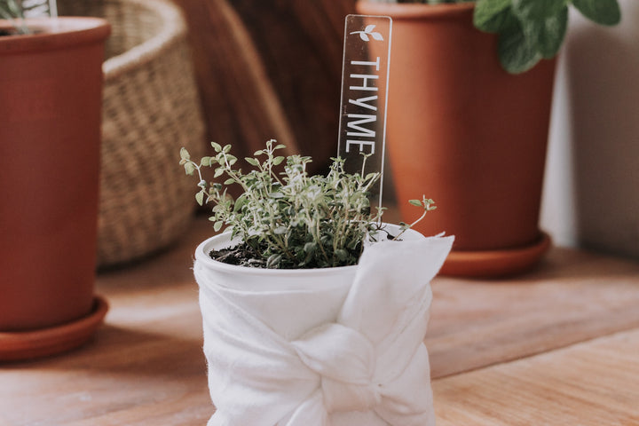 Clear acrylic rectangular planter with thyme engraved on it, sitting in a pot growing thyme. 