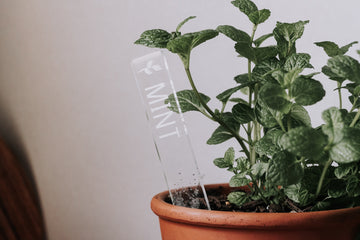 Clear acrylic rectangular planter with mint engraved on it, sitting in a pot growing mint.