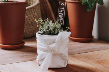 Clear acrylic rectangular planter with thyme engraved on it, sitting in a pot growing thyme.